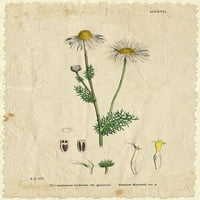Mayweed Poster Print Allen Kimberly Karc1738a