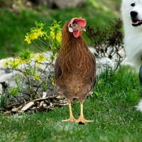 Zabavni utikač na bašti u pijetao kokoši na dvorištu u dvorištu vrtni vrtni vrt na otvorenom ukras