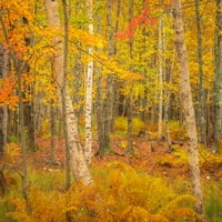 -Maine-Acadia Nacionalni park Jesenske boje u šumskom posteru Print - Jaynes Gallery