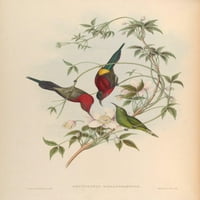 Ptice Azije Goulpourah Poster Sun-Bird Print John Gould