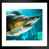 SAND TIGER SHARK Up Close Fotografija Fotografija Morski posteri za zidove Shark Slike Cool Morsive