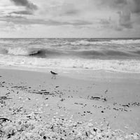 Crno-bijela plaža-Sanibel otok-Florida-USA autor ANNA Miller