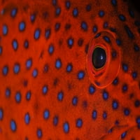 Coral Grouper Detail oka. Poster Print VwPics Stocktrek Images