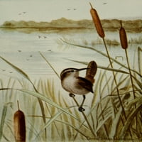 Bird Life dugo naplaćuje Marsh Wren poster Print Ernest T. Seton