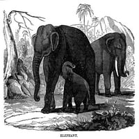 Slon. Nwood graving, američki, 19. vek. Poster Print by
