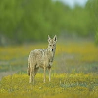 Maverick Co, Lone Coyote uhvaćen nije svjestan od Cathy - Gordon Illg