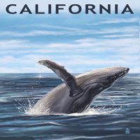 Kalifornija, Humpback Whale