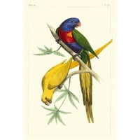 Lemaire, C.L. Crni moderni uokvireni muzej umjetnički print pod nazivom - Lemaire Parrots IV