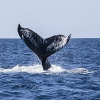 Humpback kit podiže svoj moćan rep dok ronjava u karipsko more. Print postera Ethan Daniels