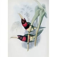 Posteranzi Sal vojvotkinja Leuchtenbergs Aracari Toucan John Gould 1804- Britansko poster Print - In