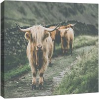 Platno Ispis Wall Art oprao Škotsku Highland Country Cow Countiji Fotografija Realizam Rustikalna scenska