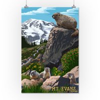 Mount Evans, Kolorado, Marmots, Povišenje