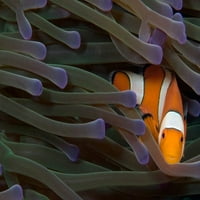 Klovno sakrivanje anemone u morskom anemonu, Indonezijski poster Ispis vwpics Stocktrek Images