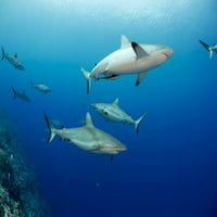 Gray grebenske morske pse, carcharhinus amblyrhynchos, napunite vodni stup sa otoka YAP-a, Mikronezija.
