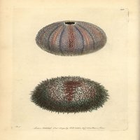 Jestivi morski urchin, Echinus Esculentus Poster Print ® Florilegije Mary Evans