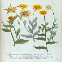 Chrysanthemum Asteris Poster Print - Jacob Weinmann