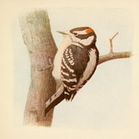 The Woodpecker Downy Woodpecker Poster Print L.A. Fuerteres