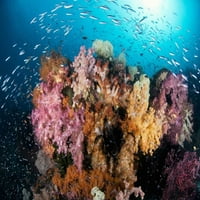 Indonezija, Papua greben scenski sa koraljem i ribom Jones Shimlock