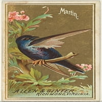 Martin, iz ptica američke serije za Allen & Ginter cigarete marke Poster Print