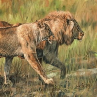 Lav i lavovski plakat Print Davidom Stribbing