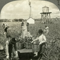 Florida: ananas. Nworkers Berbing Indian River Ananas na Floridi. Stereograf, rano N20th vek. Poster