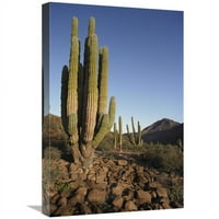 Global Galerija in. Cardon Cacti u suhom Arroyo, More Corteza, Baja California, Meksiko Art Print -