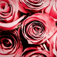 Sjajna umjetnost sada mjesečina i ruže od Jessica Manelis, platno Zidna umjetnost, 24W 24h