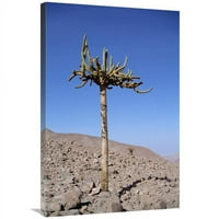u. Candelabra Kaktus, dolina rijeke Lluta, pustinja Atacama, Čile Art Print - Tui de Roy