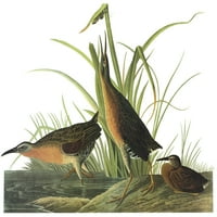 Audubon: šina. Nvirginia Rail. Graviranje nakon Johna Jamesa Audubona za svoje ptice Amerike, 1827-38.