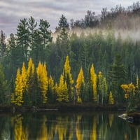Zlatni tamaraci uz obalu jezera sa maglom preko šume u jesen; Ontario, Kanada Julie Deroche Design Pics