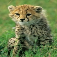 Cheetah, Tanzanija, Serengeti NP, Cheetah Cub Poster Print Kevin Schafer