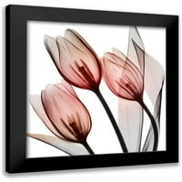 KoetSier, Albert Black Modern Framed Museum Art Print pod nazivom - Splendid Tulips