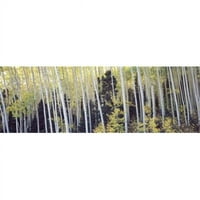 Aspen Drveće u šumi Aspen Pitkin County Colorado USA Poster Print do - 12