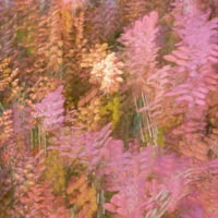 Francuska-Giverny Impression o cvijeću u Monesu Garden Jaynes Galerija