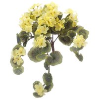 Geranium viseće stabljike Oakridge na otvorenom - žuto