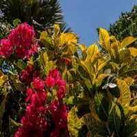 Bougainvillea Cvijeće, Bavaro, Higuey, Punta Cana, Dominikanska Republika Poster Print by Lisa S. Engelbrecht