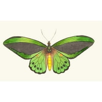 George Shaw Crna modernog uokvirenog muzeja Art Print pod nazivom - Butterfly Priam