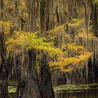 Ćelavo čempres drvo dragi u španskoj mahovini sa padajućim bojama Caddo Lake State Park-nesigurni Texas