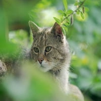 European Wildcat u Wildkatzendorf Huetscheroda -Hainich-Thuringia-Nemačka autor: Martin Zwick