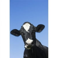 Holstein mlekarska krava - Granby Connecticut Sjedinjene Države Poster Print - In. - Veliki