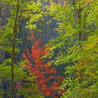 Tennessee jesen lišće u Cherokee NF od Don Paulsona