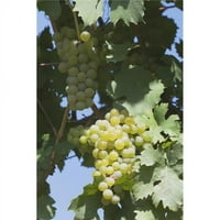 Bijeli grožđe poterazzi dpi na printu na vinogradu, 19