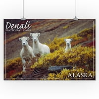Nacionalni park Denali, Aljaska - Mountain Goat Kids - FASTRENT PRESS PHOTOGRAFIJA