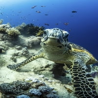 Hawksbill Turtle pauzira na koralnom grebenu. Poster Print Brook Peterson Stocktrek slike