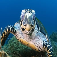Jawksbill Morski kornjača Portret, Nacionalni park Komodo, Indonezija. Poster Print VwPics Stocktrek