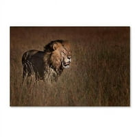 u. Lion King platno Art - Phillip Chang