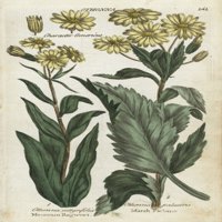 Planina Ragwort i Marsh Fleabane Poster Ispiši ® Florilegis Mary Evans