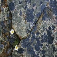Fleabane i Crustse Lichen na stijenama. Print plakata