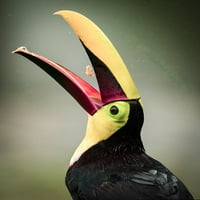 Kostarika-toucan jedeti plakat Print - George i Marilu Theodore